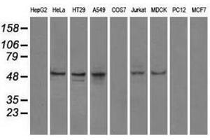 Image no. 15 for anti-Protein Phosphatase 5, Catalytic Subunit (PPP5C) antibody (ABIN1500390)