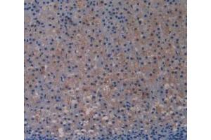 IHC-P analysis of Rat Adrenal Gland Tissue, with DAB staining. (TLR4 anticorps  (AA 49-247))