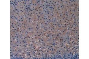 IHC-P analysis of Rat Adrenal Gland Tissue, with DAB staining. (TLR4 anticorps  (AA 49-247))