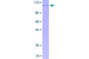 Image no. 1 for Sp3 Transcription Factor (Sp3) (AA 1-781) protein (GST tag) (ABIN1321033)