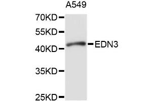 Western blot analysis of extracts of A-549 cells, using EDN3 antibody (ABIN1875400) at 1:1000 dilution. (Endothelin 3 anticorps)