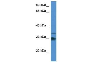 Western Blot showing Odf1 antibody used at a concentration of 1. (ODF1 anticorps  (Middle Region))