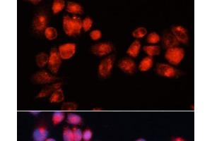 Immunofluorescence analysis of HeLa cells using ABCB7 Polyclonal Antibody at dilution of 1:100 (40x lens). (ABCB7 anticorps)