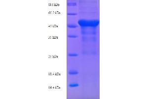 SDS-PAGE (SDS) image for Arginase, Liver (ARG1) (AA 1-323), (full length) protein (His-SUMO Tag) (ABIN5711417)