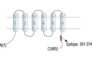 Representative domain view of the target of ABIN7885480.