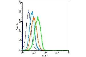 H9C2 cells probed with Rabbit Anti- Polyclonal Antibody