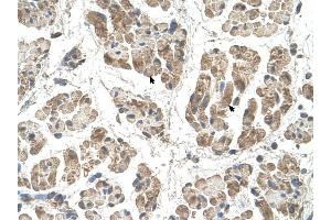 SSR2 antibody was used for immunohistochemistry at a concentration of 4-8 ug/ml to stain Skeletal muscle cells (arrows) in Human Muscle.