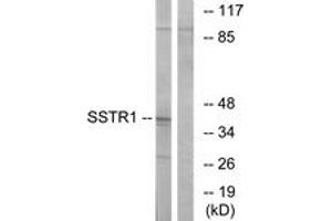 Western blot analysis of extracts from COS7 cells, using SSTR1 Antibody. (SSTR1 anticorps  (AA 9-58))
