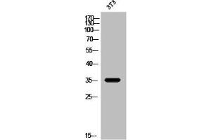 Western Blot analysis of 3T3 cells using Olfactory receptor 2W3 Polyclonal Antibody
