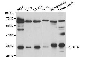 Western blot analysis of extracts of various cell lines, using PTGES2 antibody. (PTGES2 anticorps  (AA 88-377))