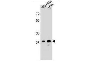 DHRS4L1 Antibody (C-term) western blot analysis in NCI-H460,A549 cell line lysates (35µg/lane). (DHRS4L1 anticorps  (C-Term))