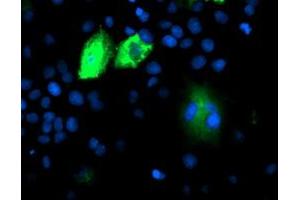 Immunofluorescence (IF) image for anti-Dipeptidyl-Peptidase 9 (DPP9) antibody (ABIN1497896) (DPP9 anticorps)