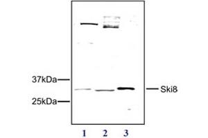Western Blot of Rabbit anti-SKI8 antibody Western Blot results of Rabbit anti-SKI8 antibody. (WDR61 anticorps)