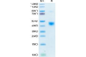 Biotinylated Human LAP (TGF beta 1) on Tris-Bis PAGE under reduced condition.