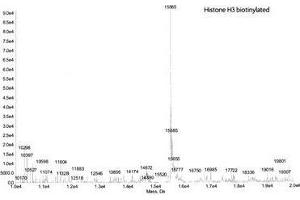 Mass Spectrometry (MS) image for Histone H3.2 (biotinylated), (full length), (N-Term), (truncated) protein (ABIN2669559) (Histone H3.2 (biotinylated), (full length), (N-Term), (truncated) Protéine)