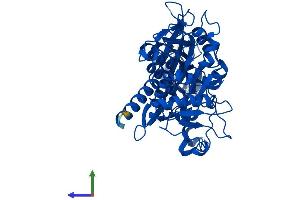 AlphaFold protein structure predicition of Mouse Recombinant Dnpep Protein, UniprotID Q9Z2W0