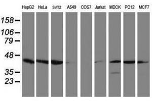 Image no. 3 for anti-Crystallin, Zeta, Homolog antibody (ABIN1497656) (CRYZL1 anticorps)