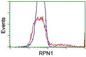 HEK293T cells transfected with either RC201554 overexpress plasmid (Red) or empty vector control plasmid (Blue) were immunostained by anti-RPN1 antibody (ABIN2455097), and then analyzed by flow cytometry. (RPN1 anticorps)