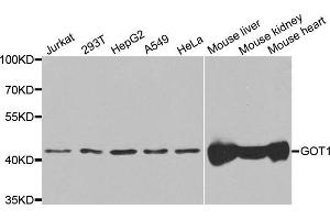 Western blot analysis of extracts of various cell lines, using GOT1 antibody. (GOT1 anticorps)