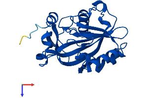 AlphaFold protein structure predicition of Mouse Recombinant Idi1 Protein, UniprotID P58044