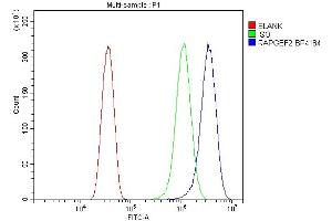 Flow Cytometry analysis of HELA cells using anti-RAPGEF2 antibody (ABIN7599891). (RAPGEF2 anticorps  (AA 1266-1499))