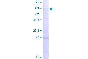 Image no. 1 for Adenomatosis Polyposis Coli Down-Regulated 1 (APCDD1) (AA 1-514) protein (GST tag) (ABIN1345294)