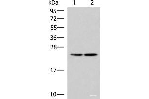 Western blot analysis of A549 and A172 cell lysates using RGS2 Polyclonal Antibody at dilution of 1:1350 (RGS2 anticorps)