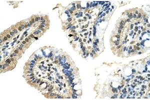 Rabbit Anti-PUF60 Antibody  Paraffin Embedded Tissue: Human Intestine Cellular Data: Epithelial cells of intestinal villas Antibody Concentration: 4.