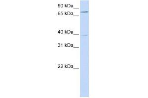C17ORF80 antibody used at 1 ug/ml to detect target protein. (HLC8 anticorps  (N-Term))