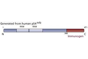 Image no. 3 for anti-Non-POU Domain Containing, Octamer-Binding (NONO) (AA 368-471) antibody (ABIN968451) (NONO anticorps  (AA 368-471))