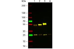 Western Blot of ATTO 594 Rabbit Anti-Mouse IgG (gamma 1, 2a, 2b, 3) secondary antibody. (Lapin anti-Souris IgG Anticorps (Atto 594) - Preadsorbed)