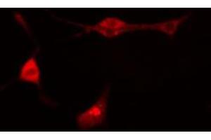 ABIN6274268 staining Hela cells by IF/ICC. (HINT1 anticorps  (Internal Region))