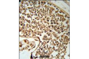 SERPINH1 Antibody (RB18953) IHC analysis in formalin fixed and paraffin embedded human testis tissue followed by peroxidase conjugation of the secondary antibody and DAB staining. (SERPINH1 anticorps  (C-Term))