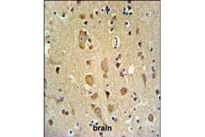 APITD1 Antibody IHC analysis in formalin fixed and paraffin embedded brain tissue followed by peroxidase conjugation of the secondary antibody and DAB staining. (APITD1 anticorps  (AA 48-74))