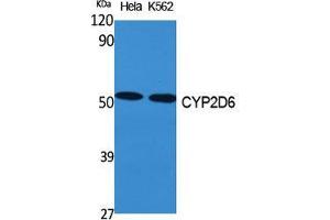 Western Blot (WB) analysis of specific cells using CYP2D6 Polyclonal Antibody. (CYP2D6 anticorps  (Internal Region))