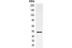 Immunoprecipitation of AmCyan-tagged protein from HEK293T cells transfected with vector overexpressing AmCyan tag, using Anti-AmCyan-tag Antibody. (AmCyan anticorps)