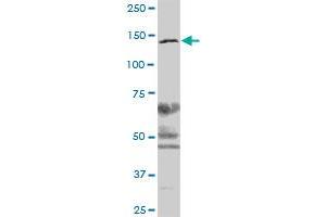 CSPG6 MaxPab polyclonal antibody. (SMC3 anticorps  (AA 1-1217))