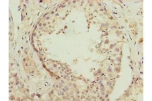 Immunohistochemistry of paraffin-embedded human testis tissue using ABIN7166731 at dilution of 1:100