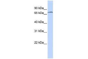 ZNF768 antibody used at 0. (ZNF768 anticorps  (N-Term))