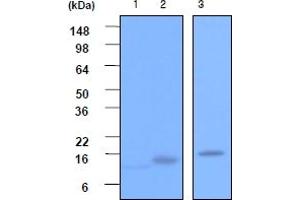 Western Blotting (WB) image for anti-Vesicle-Associated Membrane Protein 2 (Synaptobrevin 2) (VAMP2) (AA 1-89), (N-Term) antibody (ABIN317061) (VAMP2 anticorps  (N-Term))