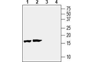Western blot analysis of mouse (lanes 1 and 3) and rat (lanes 2 and 4) brain lysates: - 1,2. (beta Synuclein anticorps  (C-Term, Intracellular))