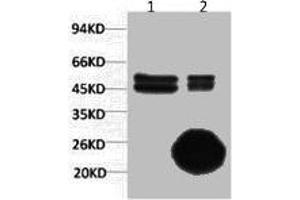 1) Input: Hela Cell Lysate 2) IP product: IP dilute 1:200
