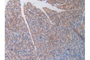 DAB staining on IHC-P; Samples: Mouse Pancreas Tissue (OCEL1 anticorps  (AA 1-86))