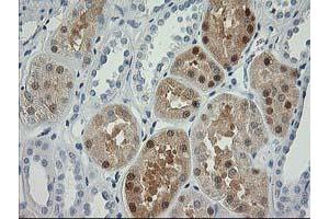 Immunohistochemical staining of paraffin-embedded Human Kidney tissue using anti-NDEL1 mouse monoclonal antibody. (NDEL1 anticorps)
