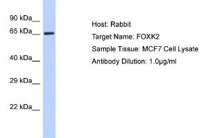 Host: Rabbit Target Name: FOXK2 Sample Type: MCF7 Whole Cell lysates Antibody Dilution: 1.