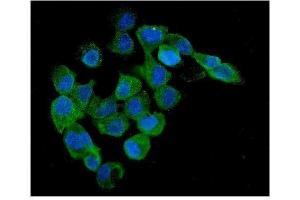 IF analysis of AMPK beta 1 using anti-AMPK beta 1 antibody (ABIN3043359).
