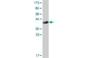 Western Blot detection against Immunogen (36.