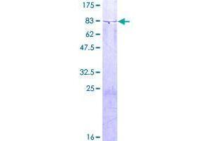 Image no. 1 for GH3 Domain Containing (GHDC) (AA 1-530) protein (GST tag) (ABIN1355070)