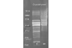 Goat anti Glucoamylase antibody ( was used to detect purified glucoamylase under reducing (R) and non-reducing (NR) conditions. (Glucoamylase anticorps  (HRP))