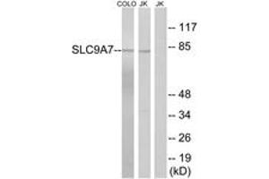 Western blot analysis of extracts from Jurkat/COLO cells, using SLC9A7 Antibody. (NHE7 anticorps  (AA 531-580))